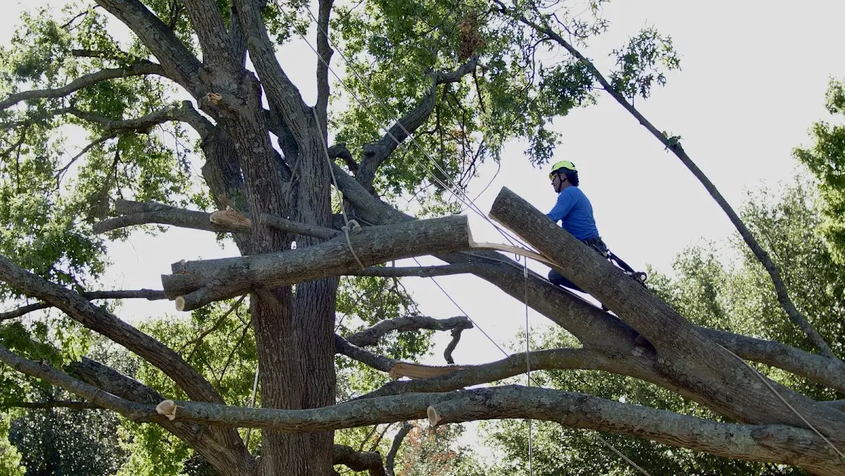 Professional Crown Thinning performed by certified arborists in Bardolph